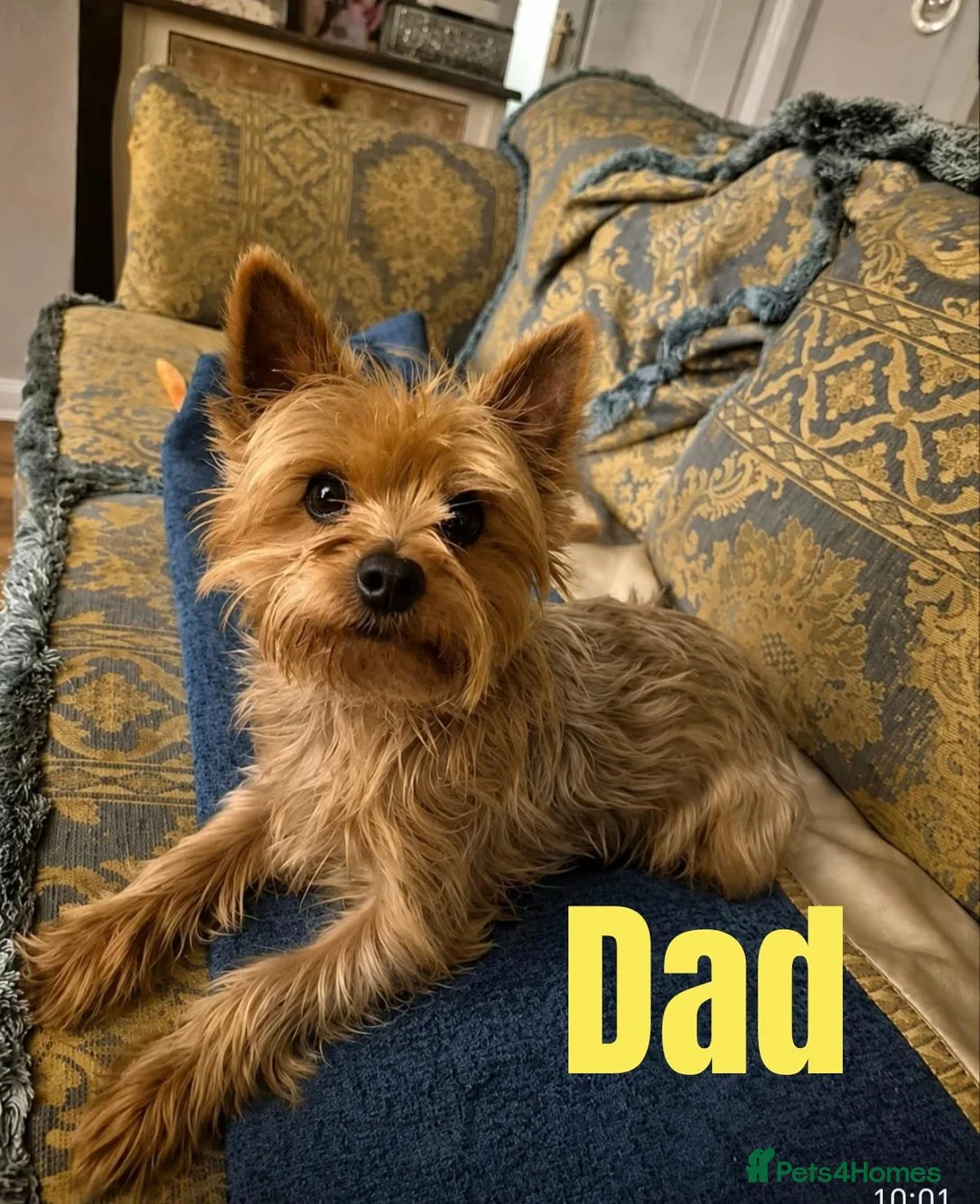 Yorkshire Terrier dogs for sale: Golden yorkie  - Advert 2