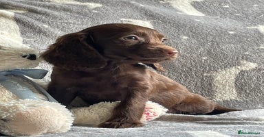 Cocker Spaniel dogs Out standing  Health tested working cockers  - Advert 2