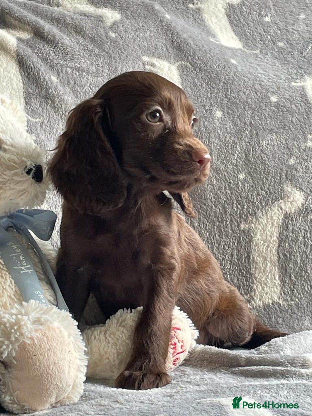 Cocker Spaniel dogs for sale: Out standing  Health tested working cockers  - Advert 2