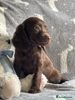 Cocker Spaniel dogs Out standing Health tested working cockers - Advert 2