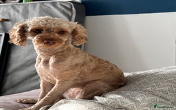 Mixed Breed dogs for sale: Beautiful cockerpoo girl dog - Image 2