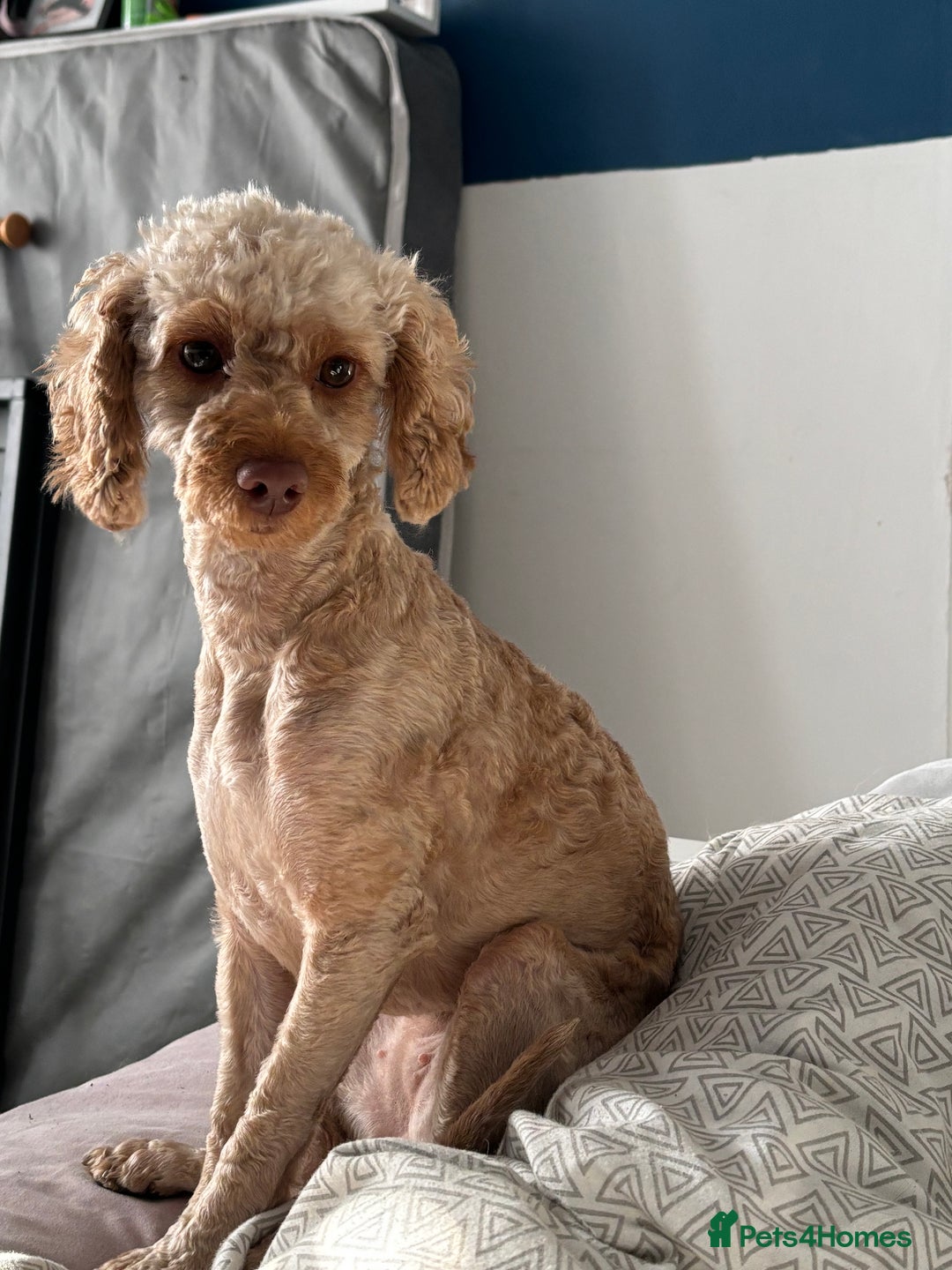 Mixed Breed dogs for sale: Beautiful cockerpoo girl dog - Image 2