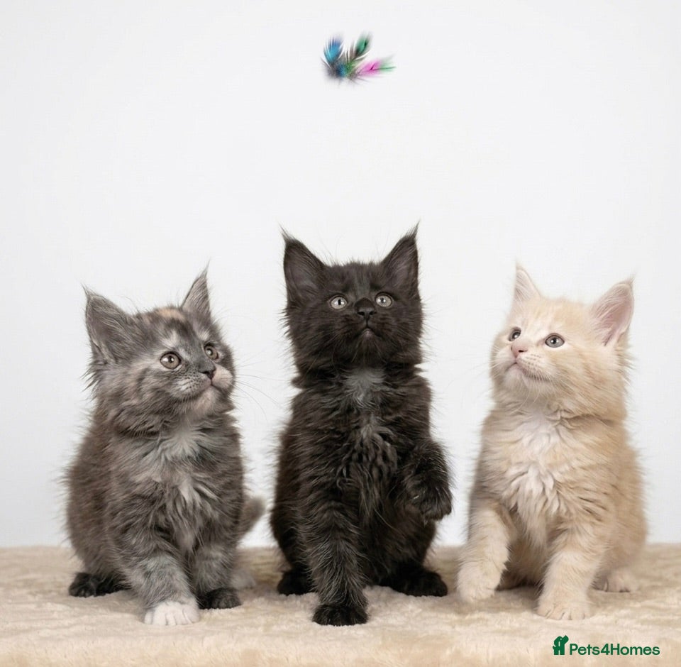 Maine Coon cats READY NOW - Equisite Maine coon kittens available  - Advert 2