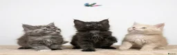 Maine Coon cats for sale: READY NOW - Exceptional loving & affectionate MC’s - Advert 1