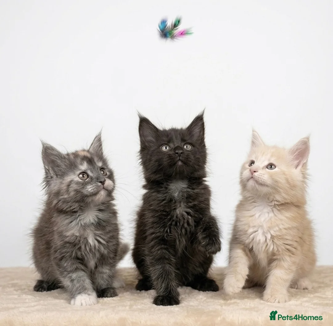 Maine Coon cats for sale: READY NOW - Exceptional loving & affectionate MC’s - Advert 1