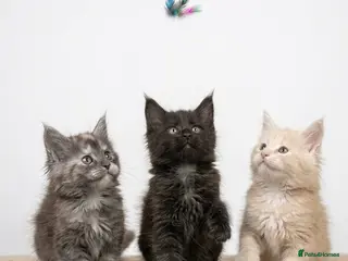 Maine Coon cats READY NOW - Exceptional loving & affectionate MC’s - Advert 2