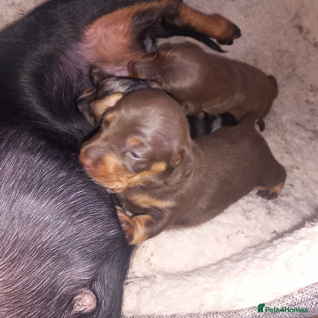 Miniature Dachshund dogs for sale: Miniature dachshund  - Image 5