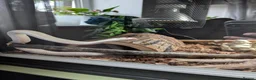 King Snake reptiles for sale: Albino California King Snake  - Advert 2