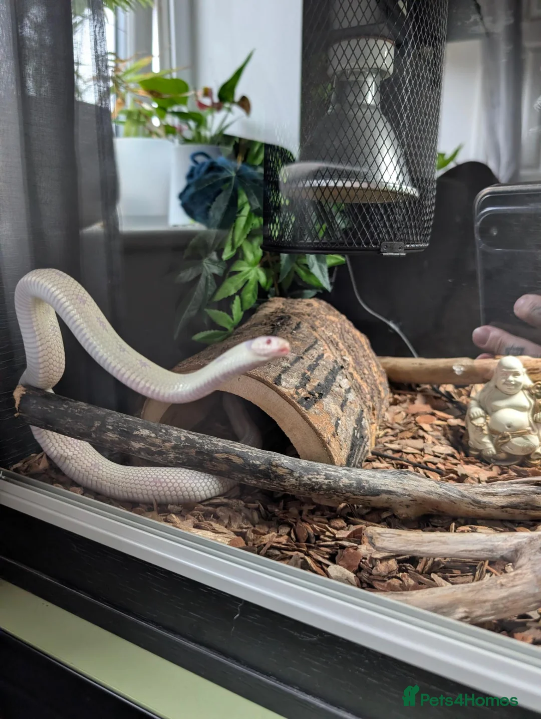 King Snake reptiles for sale: Albino California King Snake  - Advert 2