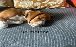 Beagle dogs for sale: Beautiful boy Beagle nearly 6 months old  - Image 13