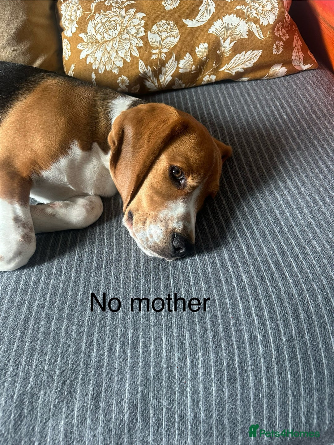 Beagle dogs for sale: Beautiful boy Beagle nearly 6 months old  - Image 13