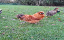Chickens poultry for sale: Silkie rooster - Advert 1