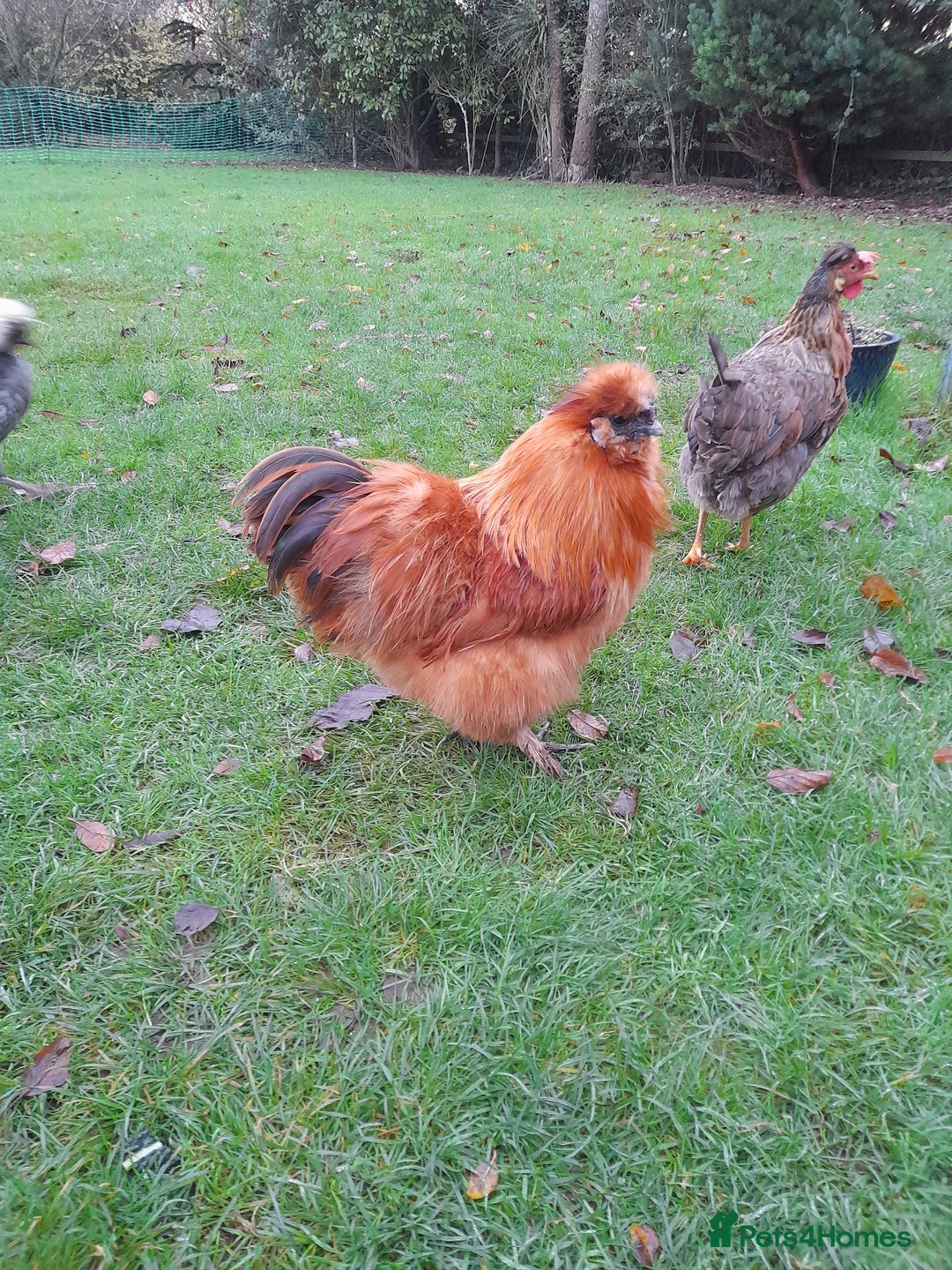 Chickens poultry for sale: Silkie rooster - Advert 1