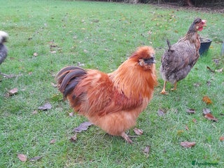 Chickens poultry for sale: Silkie rooster - Advert 1