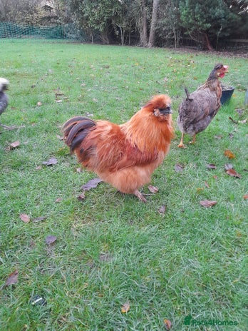 Chickens poultry Silkie rooster - Advert 1