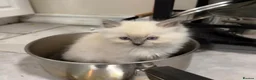 Ragdoll cats for sale: 💯stunning pure looking 💥Ragdolls for good homes. in Lowestoft - Advert 2