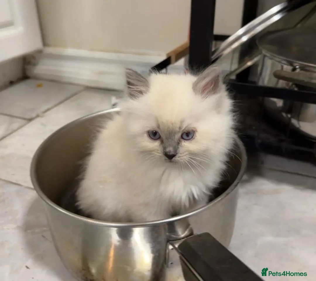 Ragdoll cats for sale: 💯stunning pure looking 💥Ragdolls for good homes. in Lowestoft - Advert 2