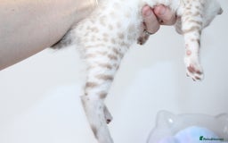 Bengal cats for sale: 😻OUTSTANDING SHOW BENGALS. SHOW WINNING PARENTS🏆 - Image 9