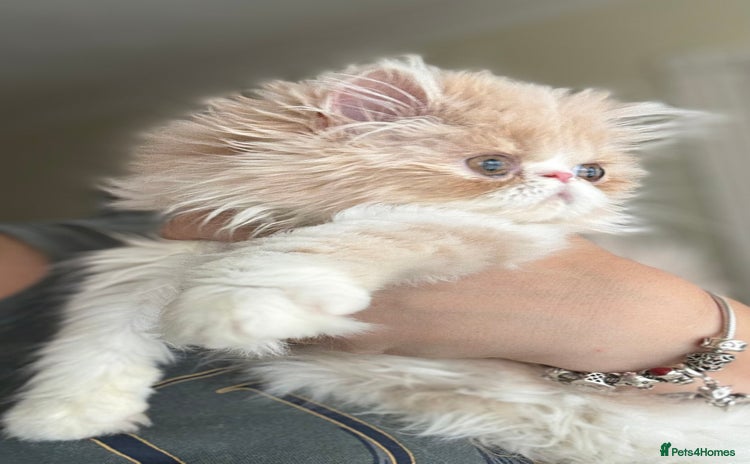 Persian cats - Advert 1