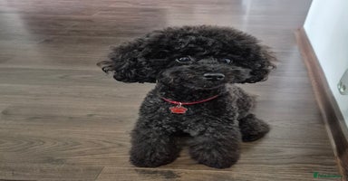 Toy Poodle dogs KC Registered Toy poodle puppies - Advert 1
