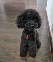 Toy Poodle dogs KC Registered Toy poodle puppies - Advert 1