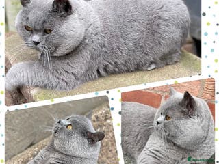 British Shorthair cats 💙 BLUE STUD EAST MIDLANDS 💙 in Derby - Advert 19