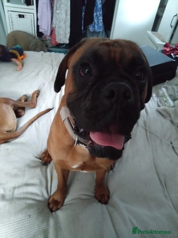 Boxer dogs - Advert 2