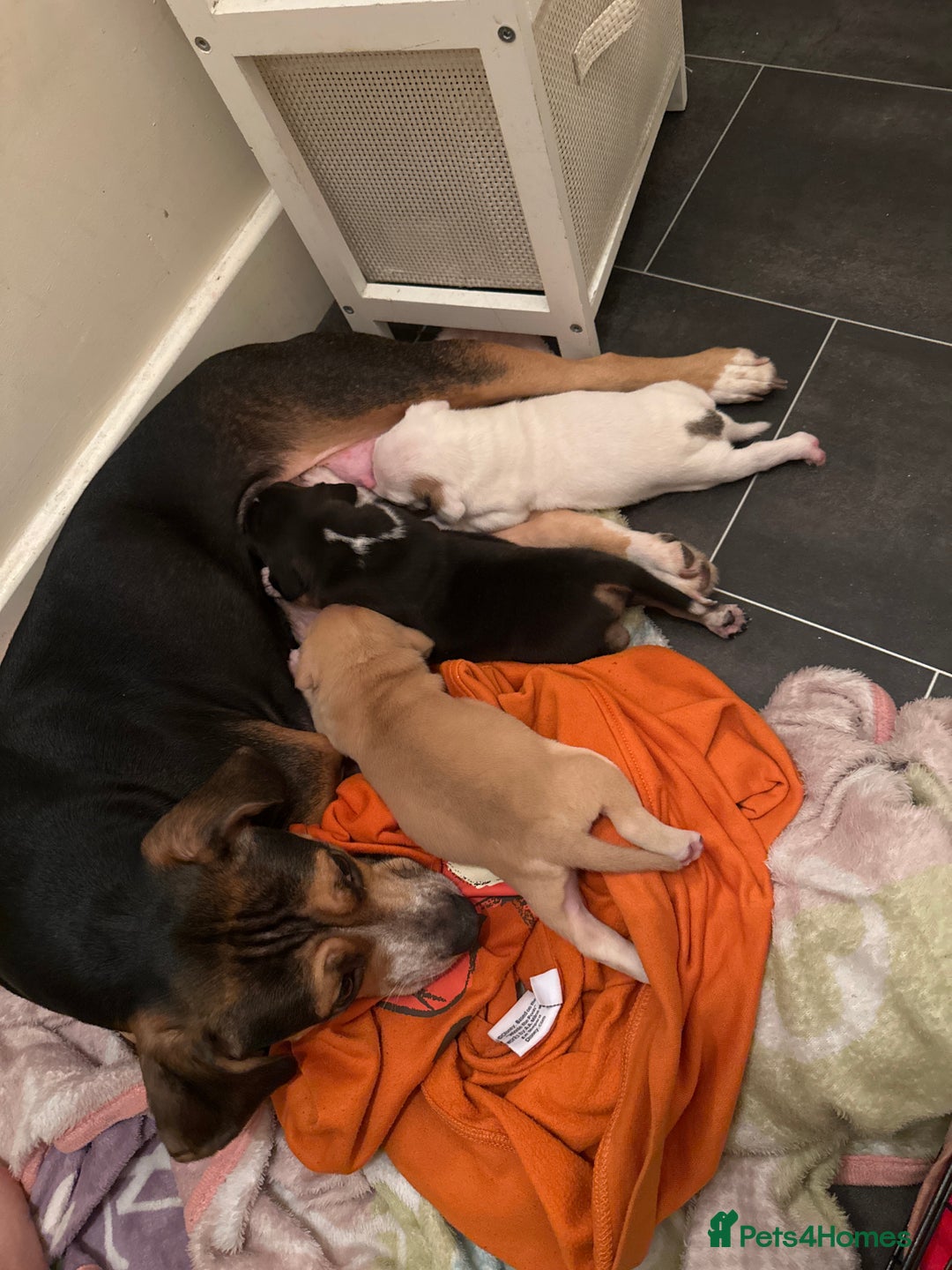 Mixed Breed dogs for sale: Beagle / pocket bully puppies  - Advert 9