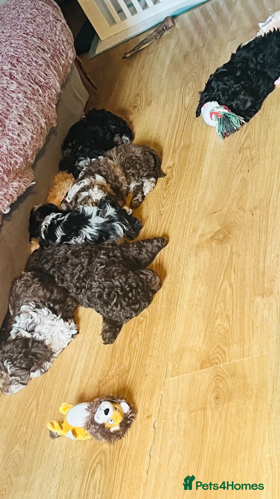 Cavapoo dogs for sale: Stunning little F1B cavapoo boy in Pontypool - Advert 20