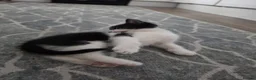 American Shorthair cats for sale: Black and White Kittens 3Female 1Male - Advert 4