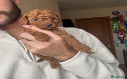 Miniature Poodle dogs for sale: Stunning Miniature Poodles  - Image 3