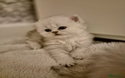 Persian cats for sale: Pure chinchilla Persians!!  - Image 10