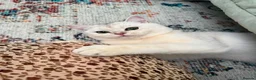 British Shorthair cats for sale: Mochi for re-home in Barnet - Advert 7