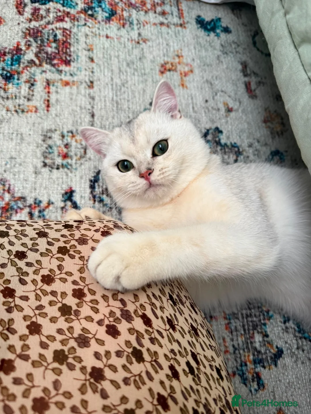 British Shorthair cats for sale: Mochi for re-home in Barnet - Advert 7