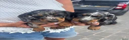 Miniature Dachshund dogs for sale: Miniature dachshunds  - Advert 4