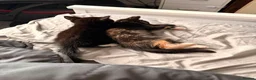 Domestic Shorthair cats for sale: Kitties to rehome with EVERYTHING INCLUDED  - Advert 8