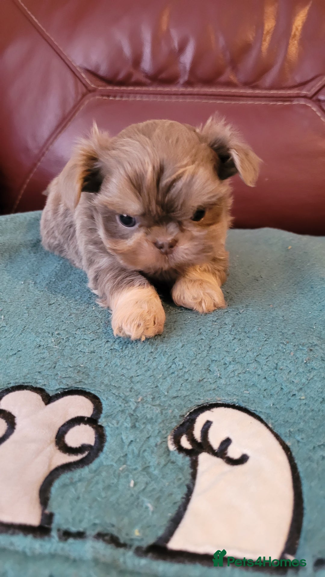 Shih Tzu dogs for sale: Three stunning KC Lavender/dobie Imperial ShihTzu - Advert 15