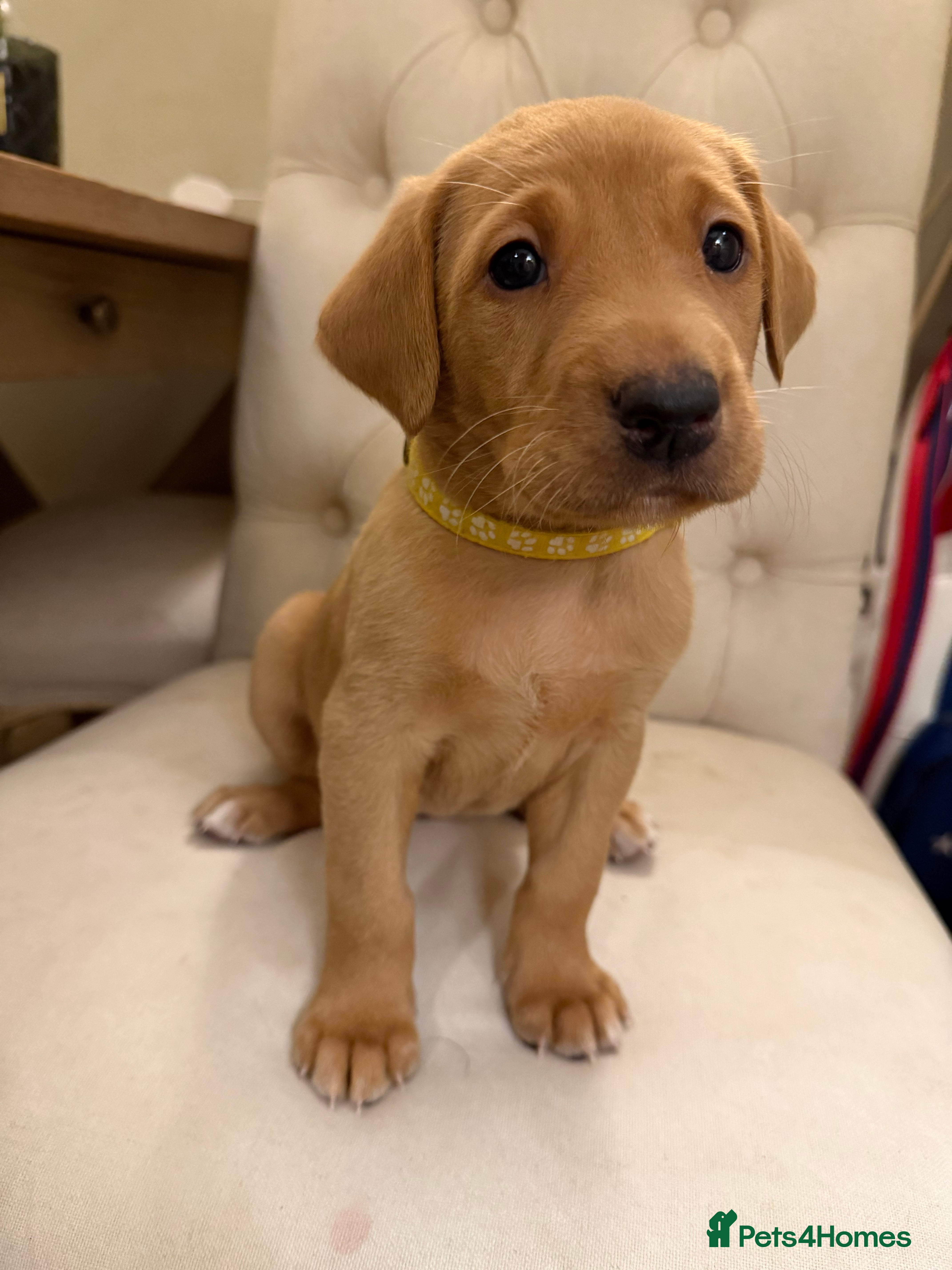 Labrador Retriever dogs for sale: Fox red/yellow Labrador puppies - Advert 2