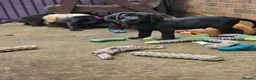Labrador Retriever dogs for sale: **1 Black Dog Left** All Vaccines Complete - Advert 7