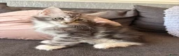 Maine Coon cats for sale: 🐈‍⬛Sweet bundle of Joy TICA register🐈‍⬛ - Advert 22