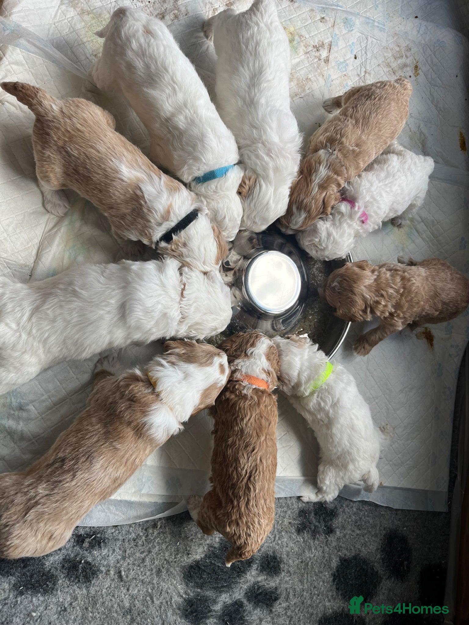 Australian Labradoodle dogs AUSTRALIAN LABRADOODLES - Health Tested - Advert 2