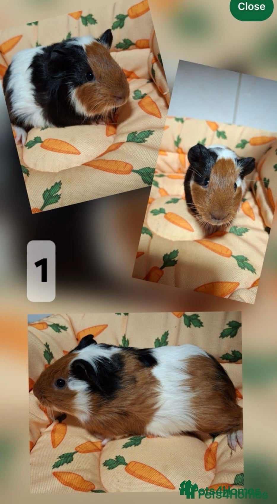 Guinea Pig rodents Female and male guinea pig babies  - Advert 10