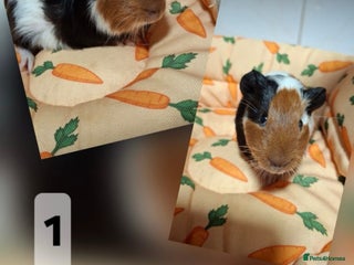 Guinea Pig rodents Female and male guinea pig babies - Advert 10