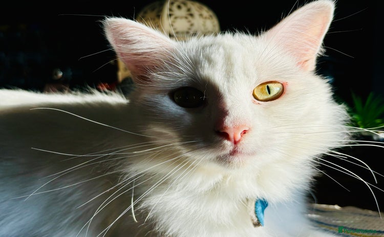 Turkish Van cats - Advert 1