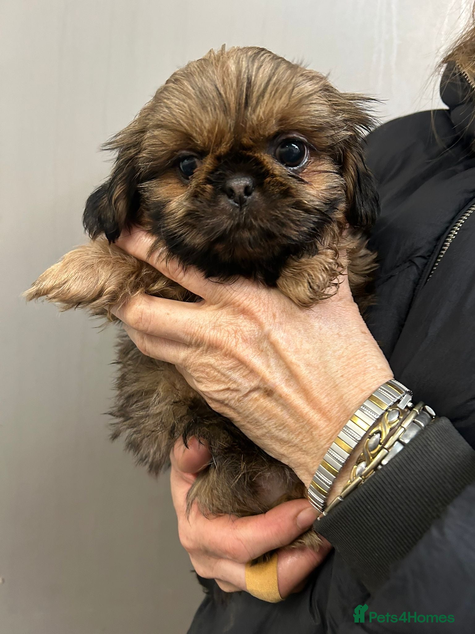 Shih Tzu dogs Top Quality KC Reg. Karashishi Shih Tzu Puppies  - Advert 1