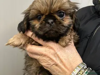 Shih Tzu dogs Top Quality KC Reg. Karashishi Shih Tzu Puppies - Advert 1