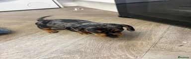 Miniature Dachshund Puppy 2