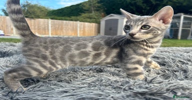 Bengal cats - Advert 13