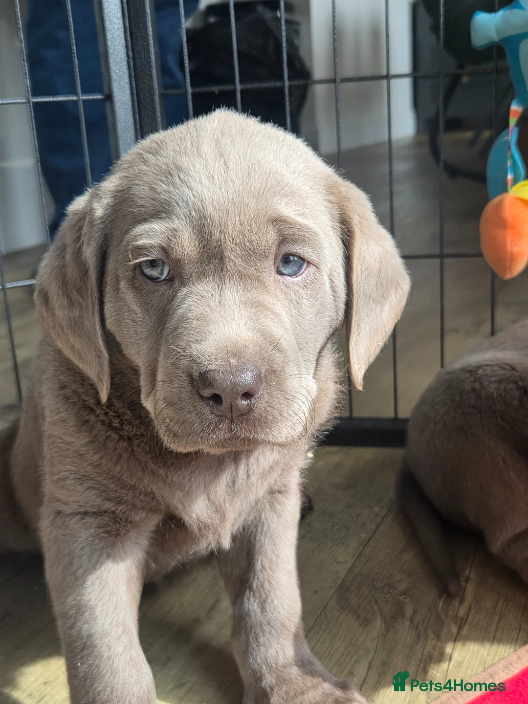 Labrador Retriever dogs for sale: 🤍 beautiful chunky silver/charcoal KC reg pups 🤍 - Advert 2