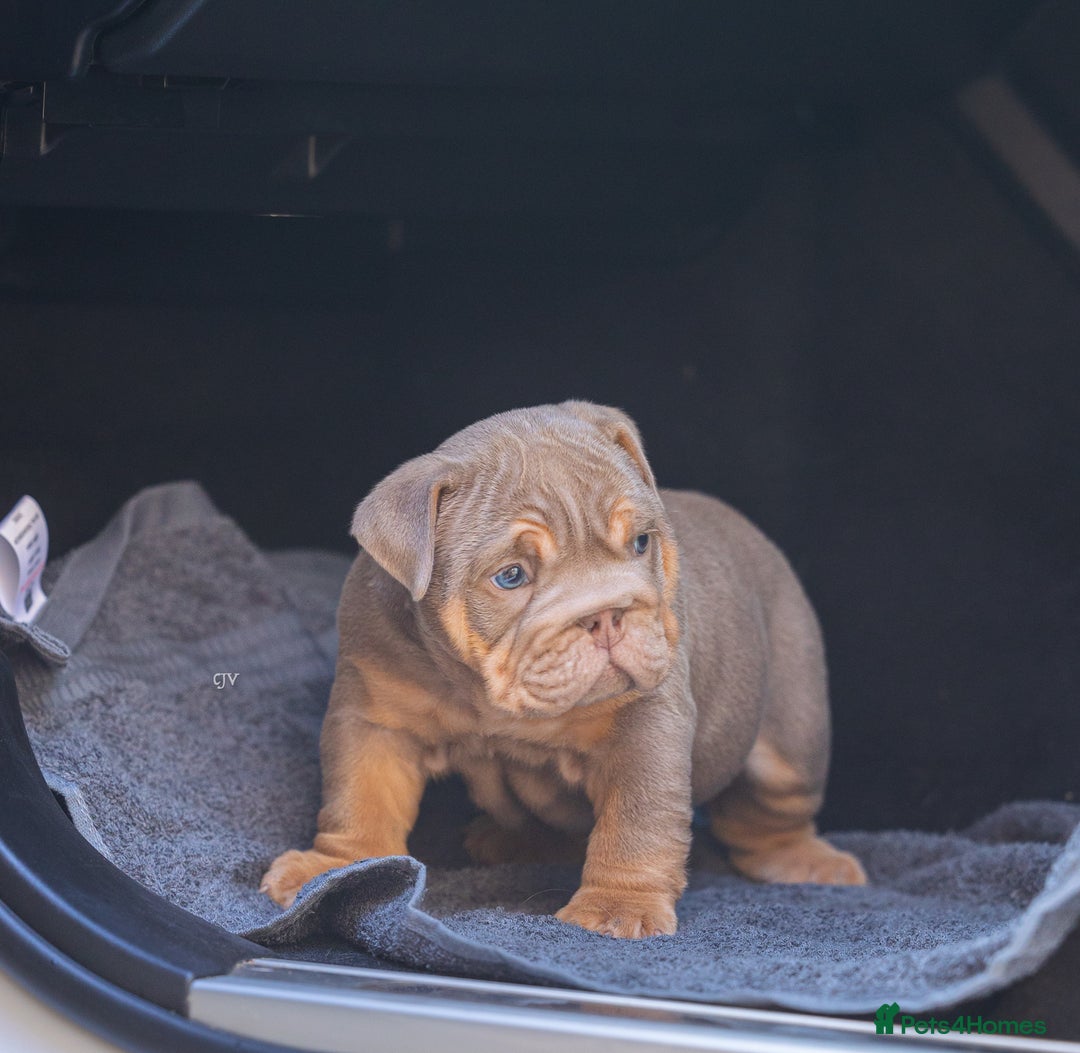 English Bulldog dogs for sale: Top quality English bulldog KC REG - Image 10